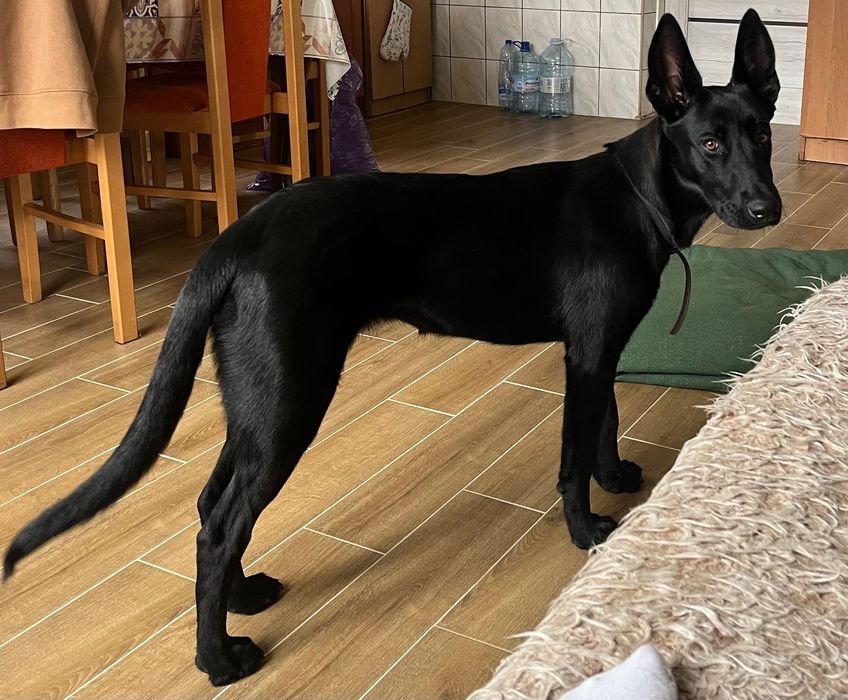 Owczarek belgijski Malinois 5 miesięcy