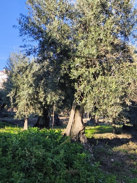 Oliveiras Centenárias