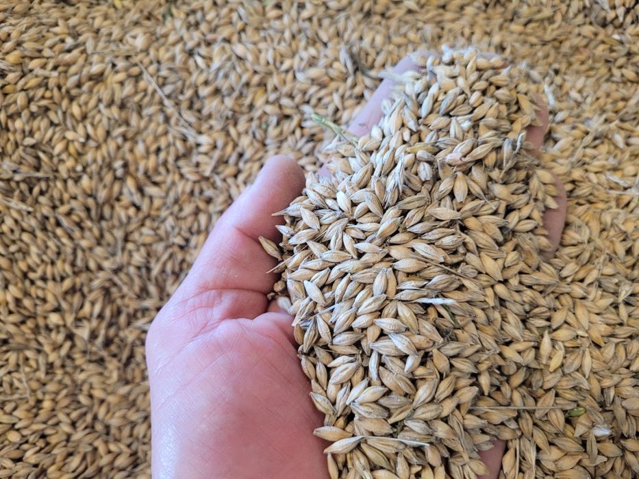 Pszenica,jęczmień,owies grube czyste