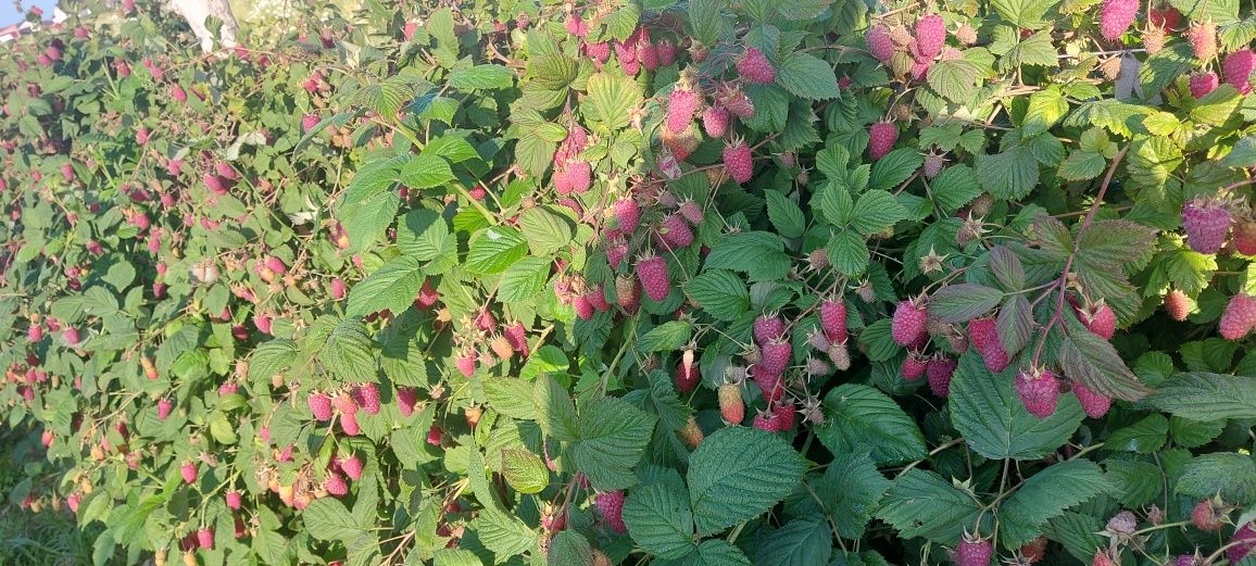 Maliny owoce prosto z plantacji