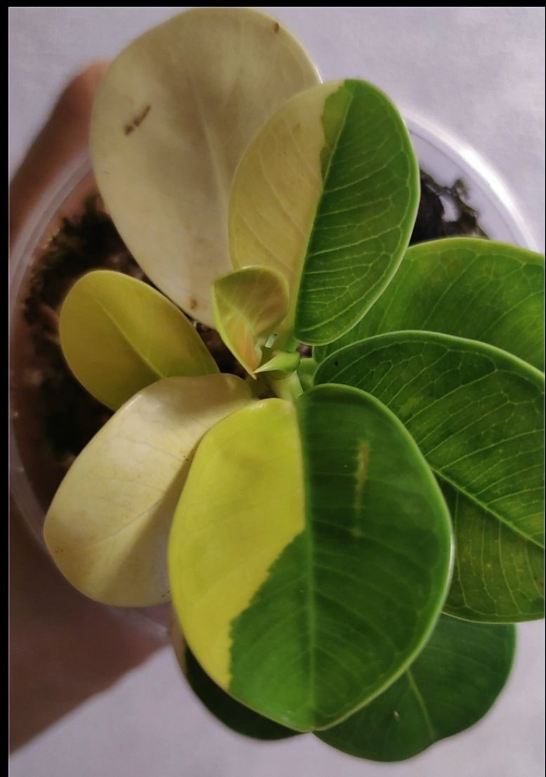 Ficus cv Green Island variegated.Фікус.Філодендрон