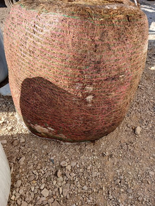 sianokiszonka z lucerny i traw