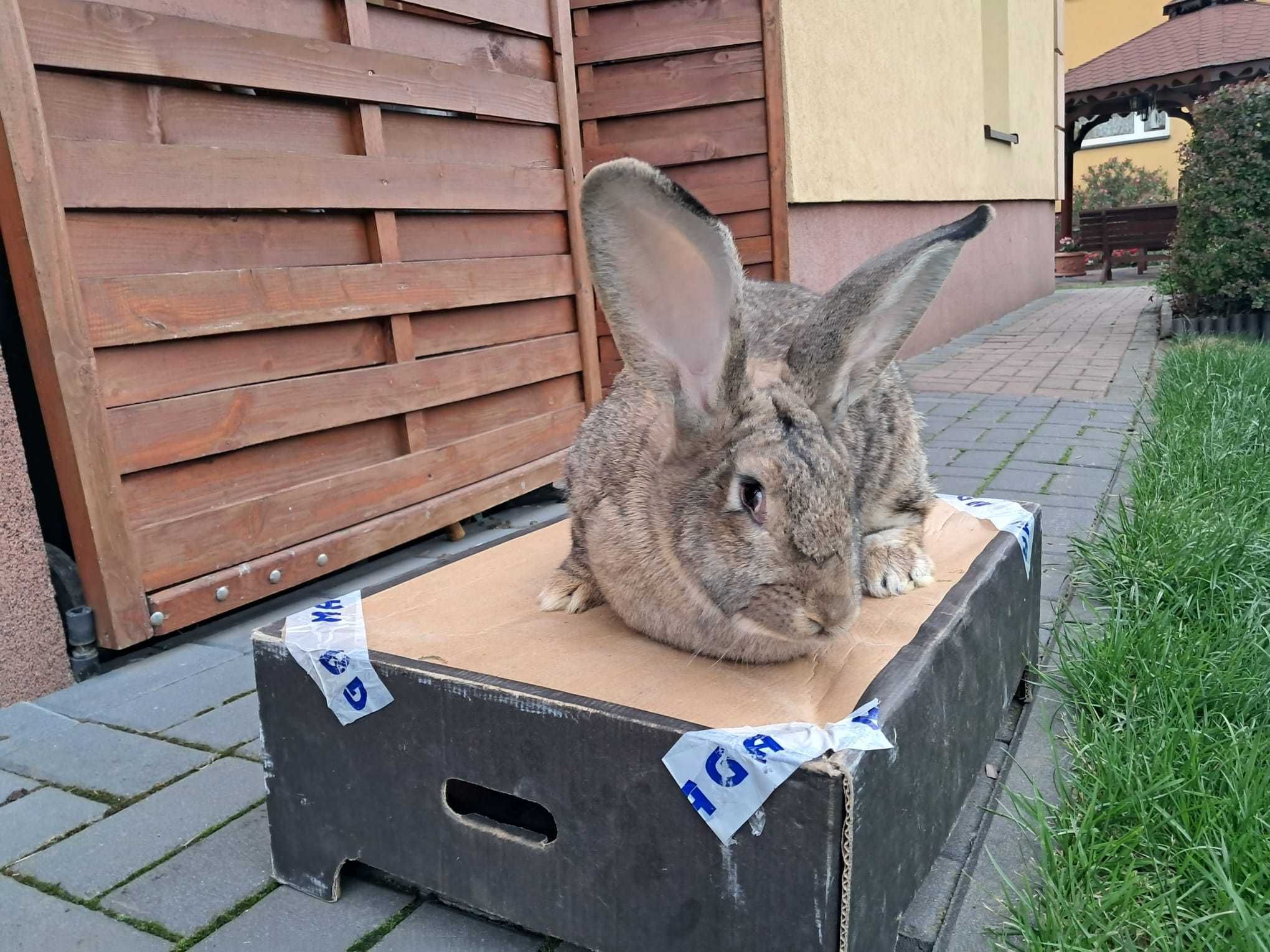Królik Belg, Sprzedam/Wymienię