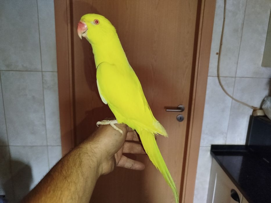 Ring neck Amarelo mansinho