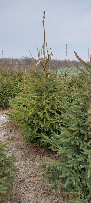 Choinki z własnej plantacji