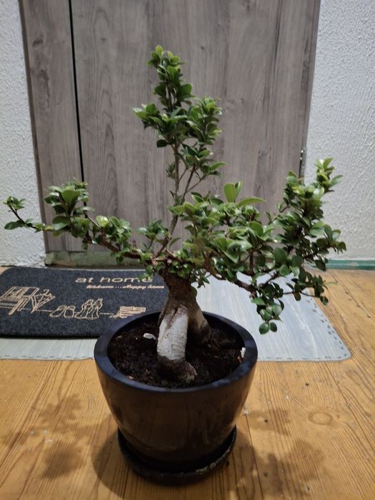 Drzewko bonsai 50cm wys