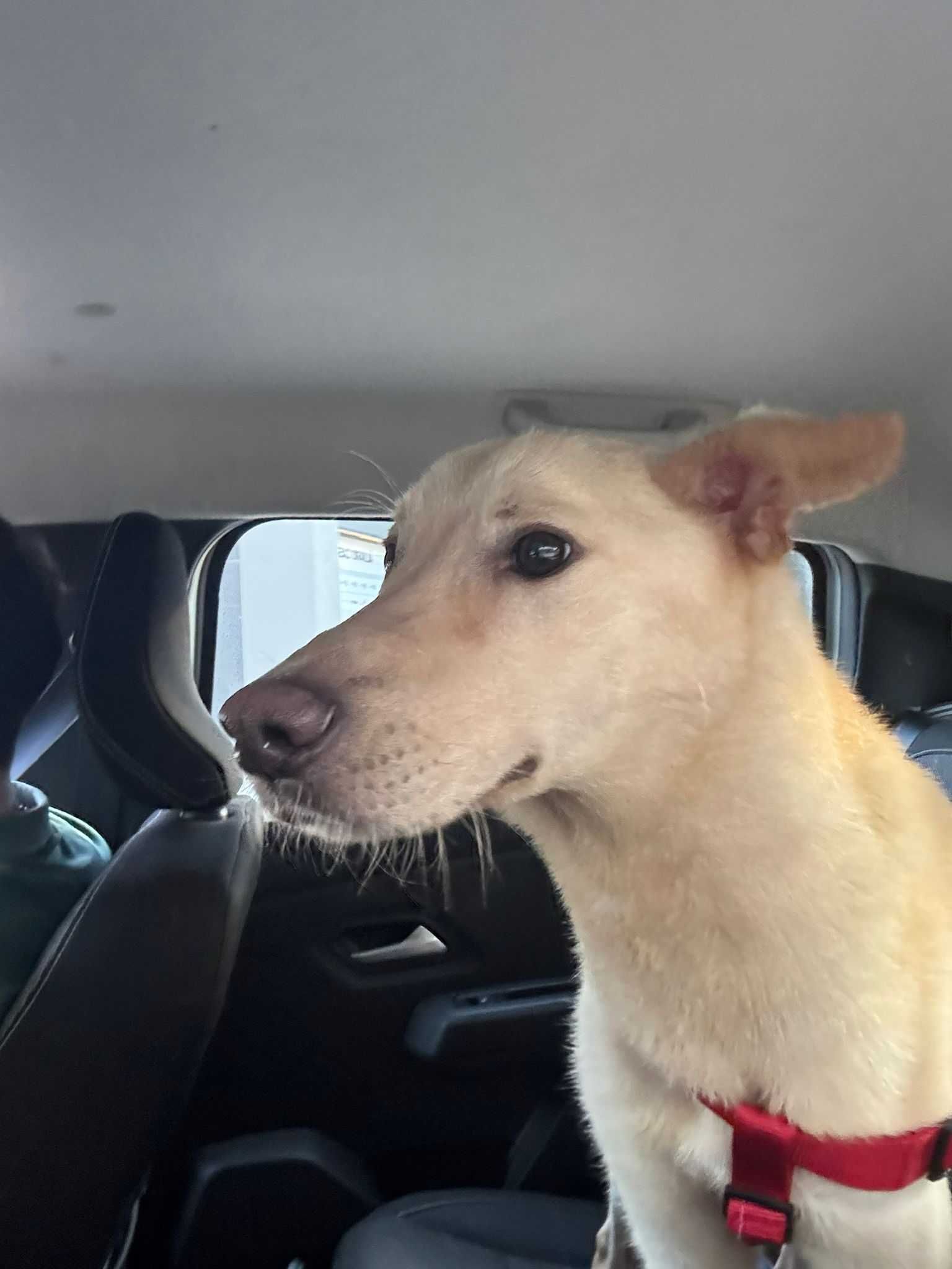 Cão Macho para adoção responsável