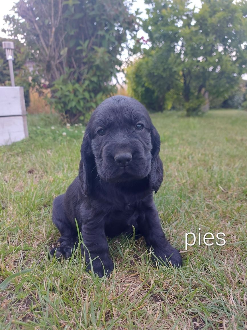 Cocker spaniel CHŁOPIEC
