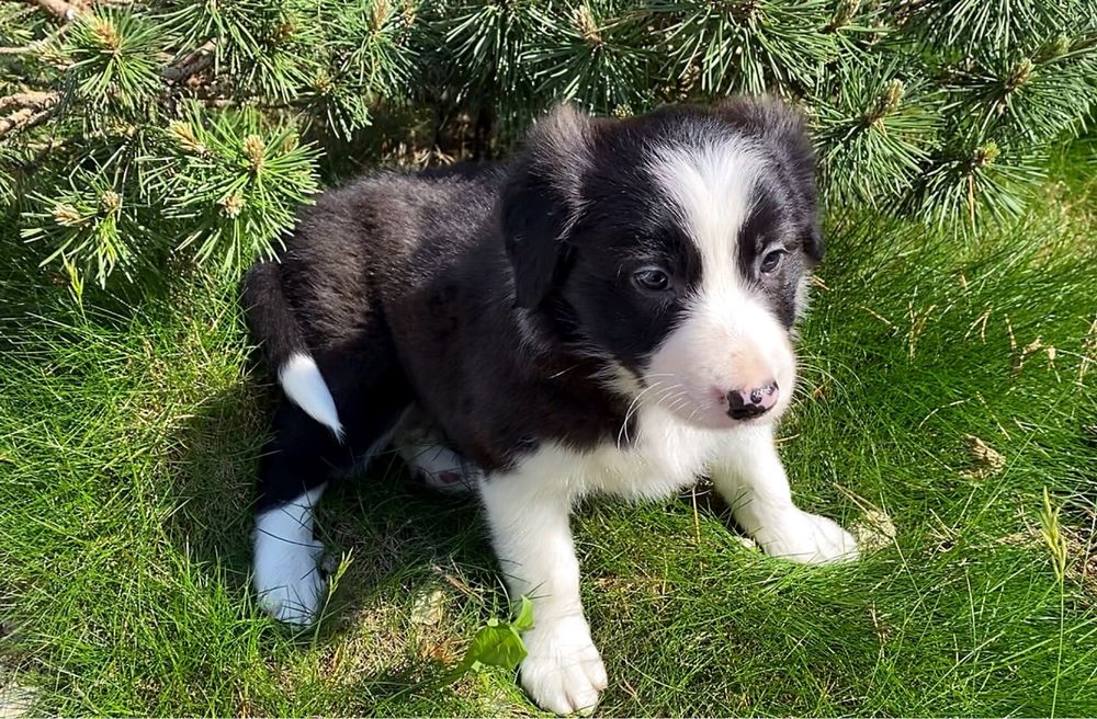 Piesek Border Collie FCI, ZKwP