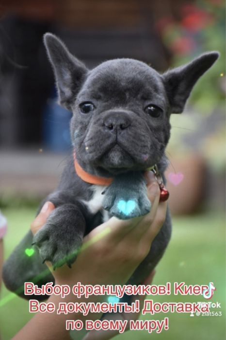 Цветные французские бульдожки с родословной