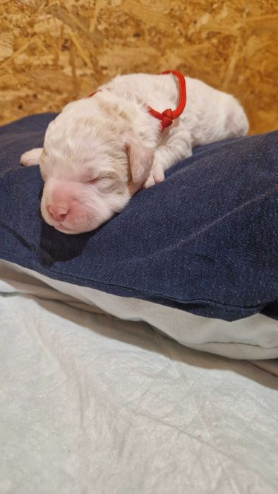 Włoski Pies Dowodny Lagotto Romagnolo ZKwP Oddział Bydgoszcz