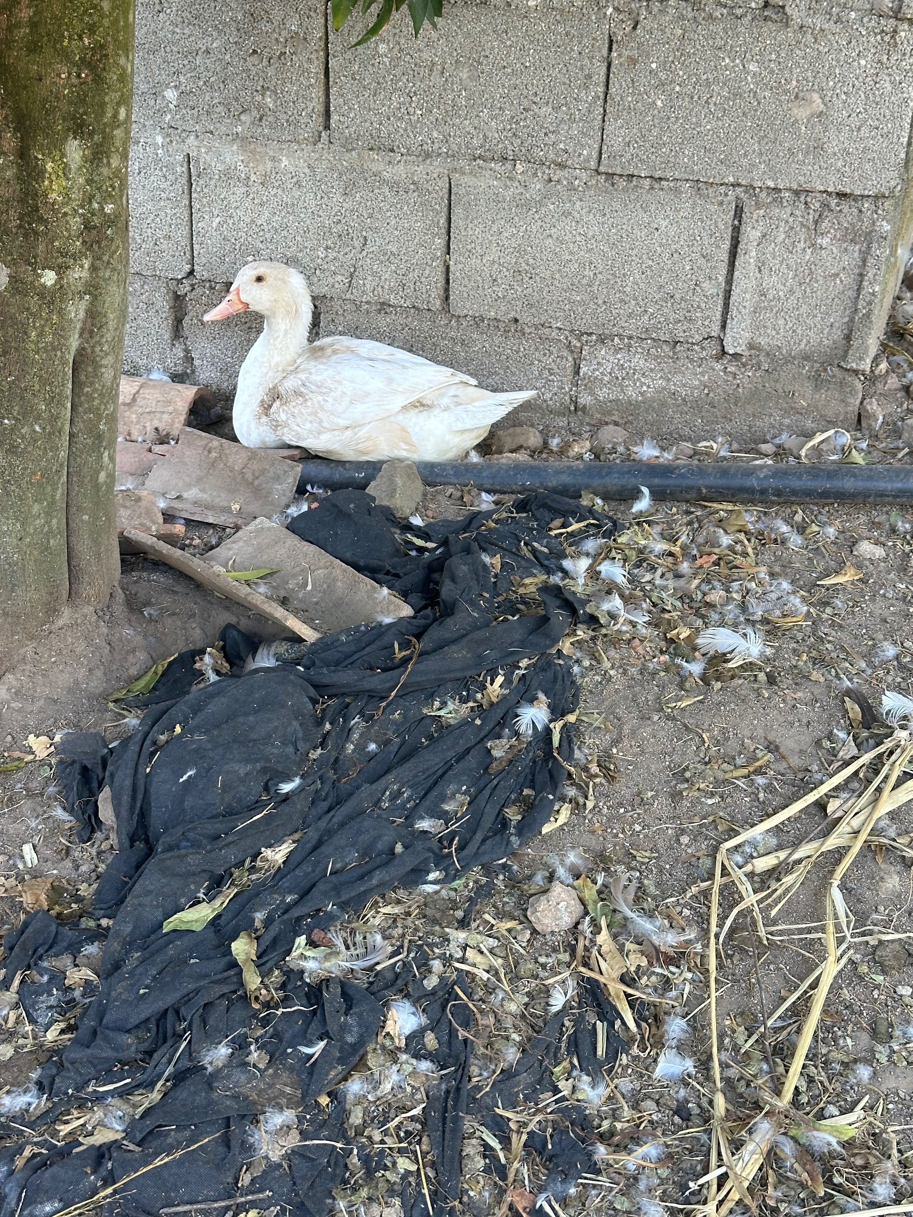 Patos Pequim de carne