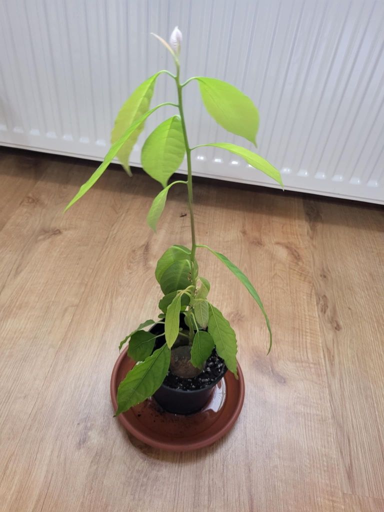 Kwiat awokado wysokość 40 cm