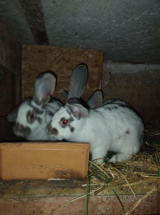 Sprzedam króliki samce samice lub tuszki