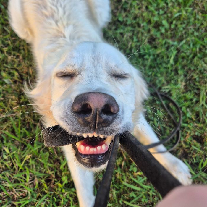 Petsitting e Estadia Familiar