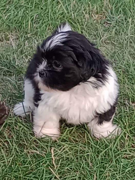 Suczka rasy Shih Tzu gotowa na zmianę domu