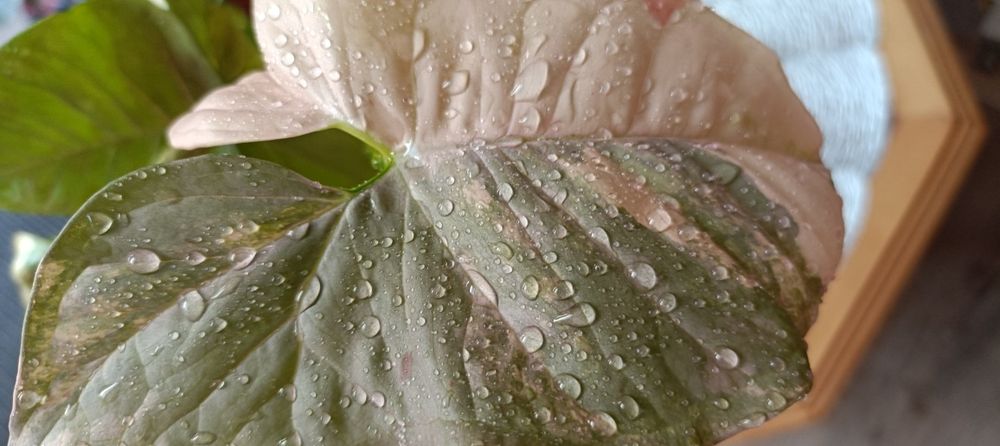 Syngonium Pink Doble Marble variegata