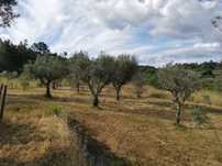 Vende-se Quinta da Redonda com 1 hectar