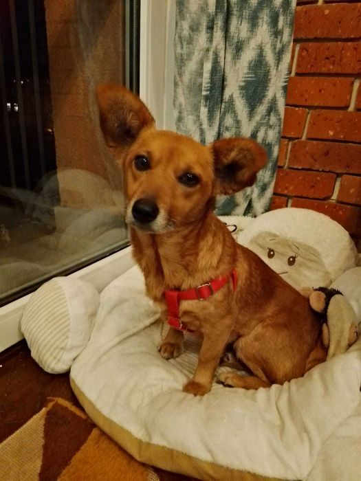 Jezynka mloda sunia w typie Corgi