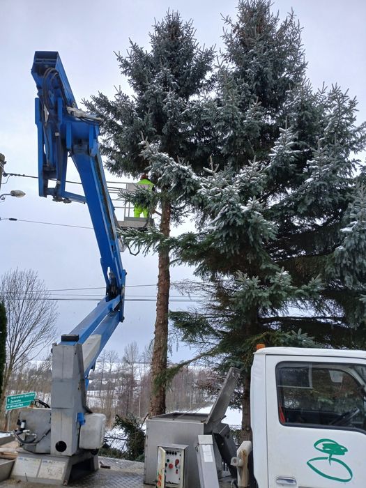 Usługi zwyżką i wycina drzew