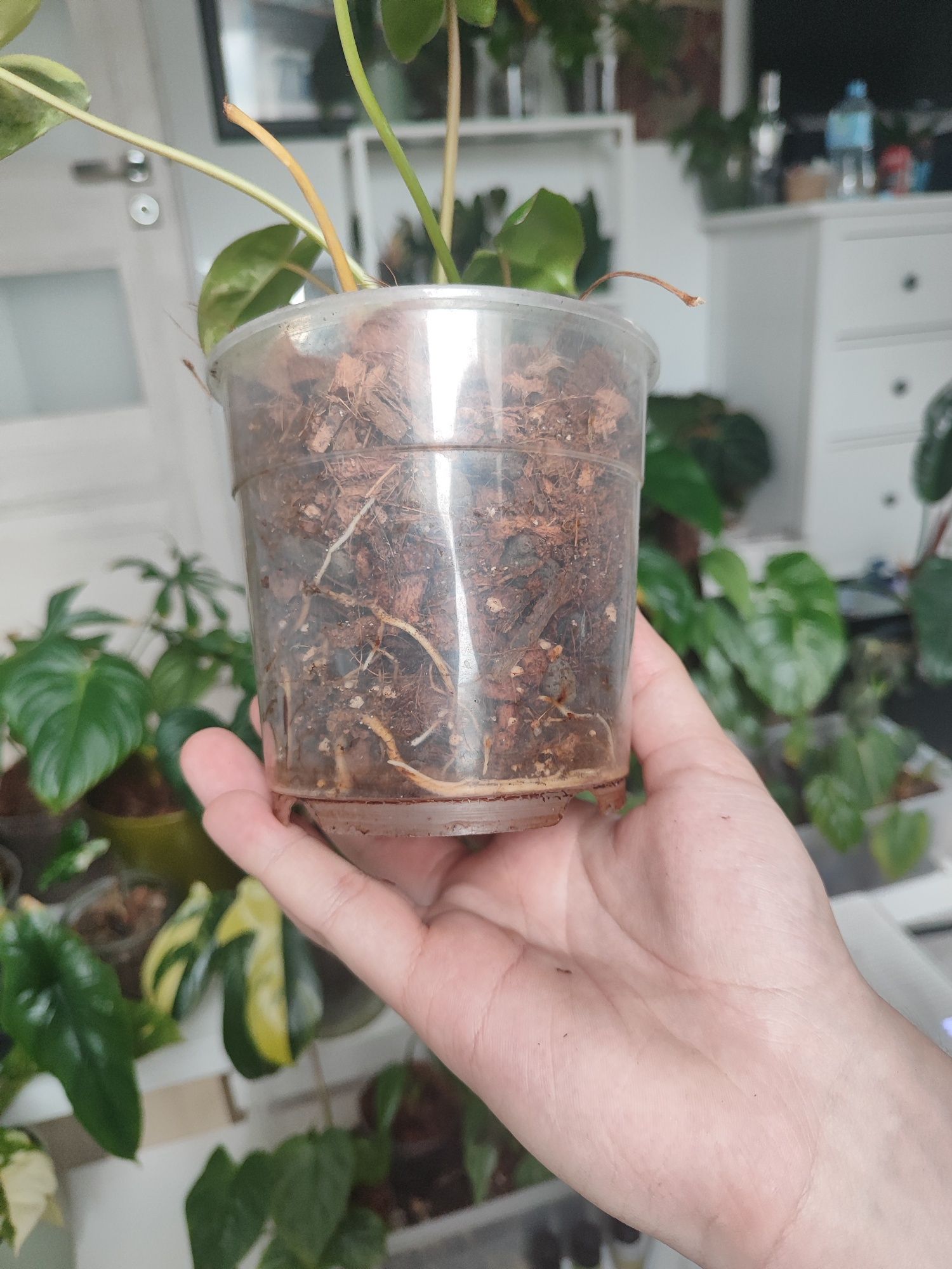 Philodendron Burle marx variegata