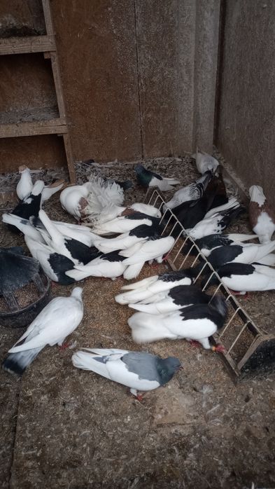 Sprzedam gołębie ( Pocztowe. Ciemne. Jasne) likwidacja hodowli