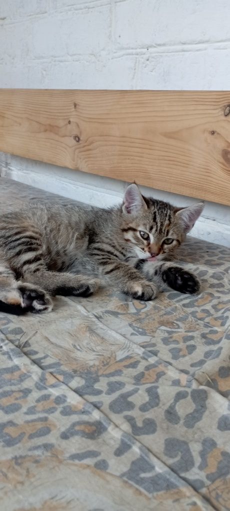 Віддам в добрі руки кошеня