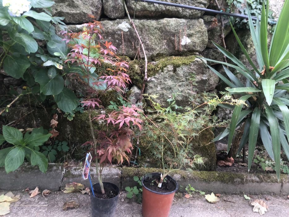 Planta de acer palmatum