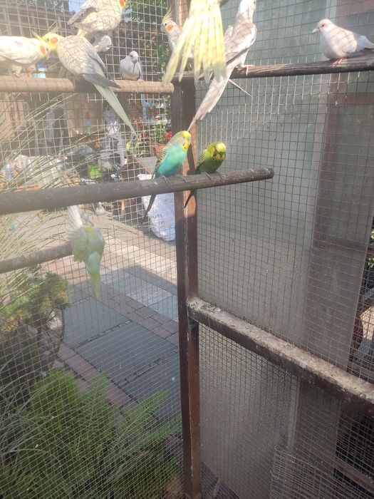 Sprzedam papugi faliste