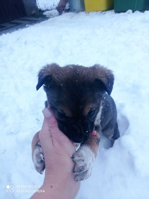 Oddam szczeniaki za darmo