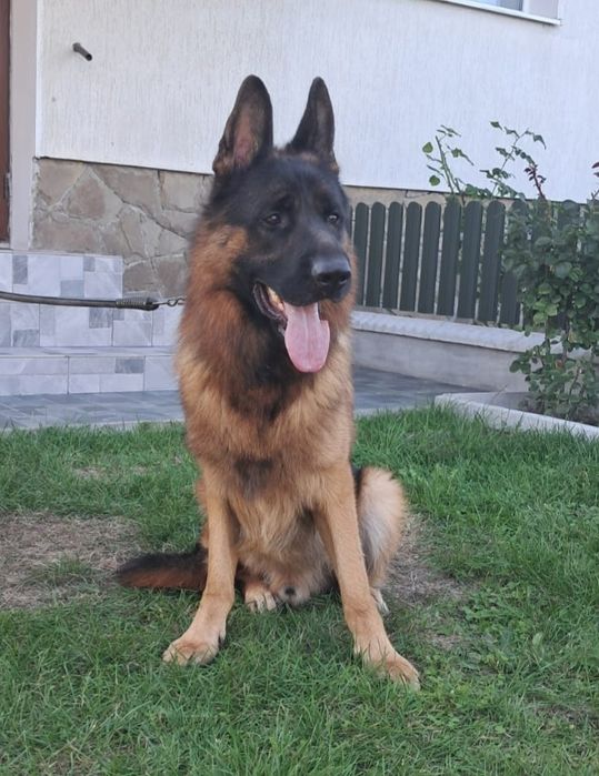 В'язка Німецької Вівчарки з документами КСУ