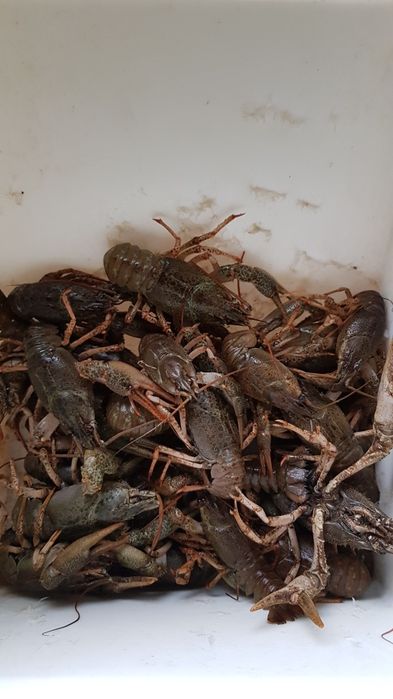 Продаю живі  та варені раки
