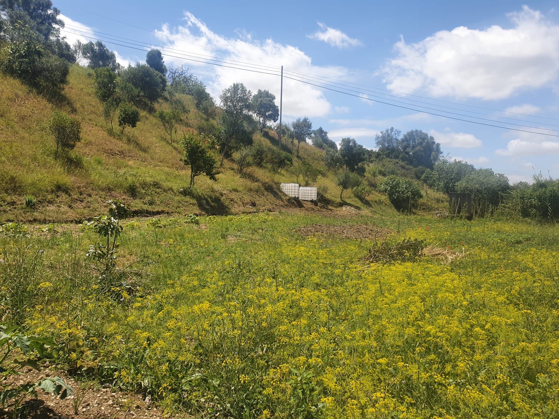 Terreno Rustico Torres Novas