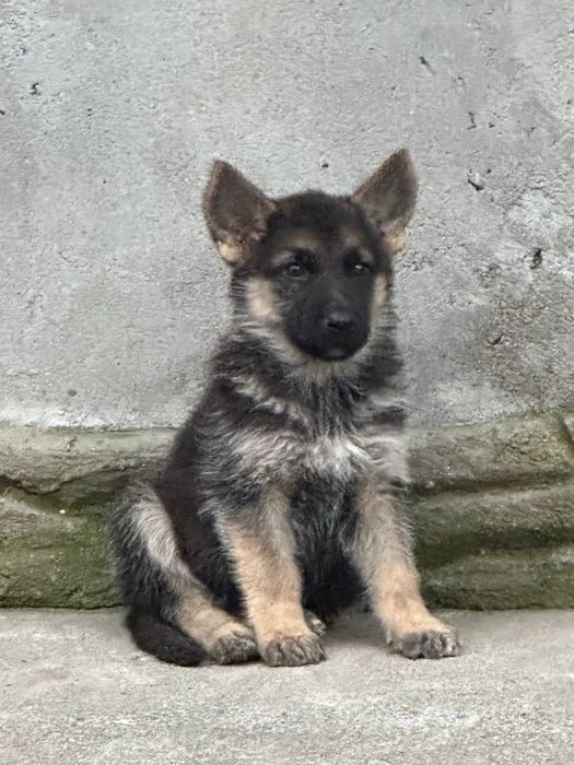 Продам цуценят німецької вівчарки