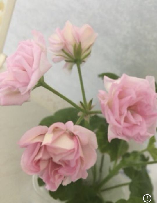 Краса на підвіконні