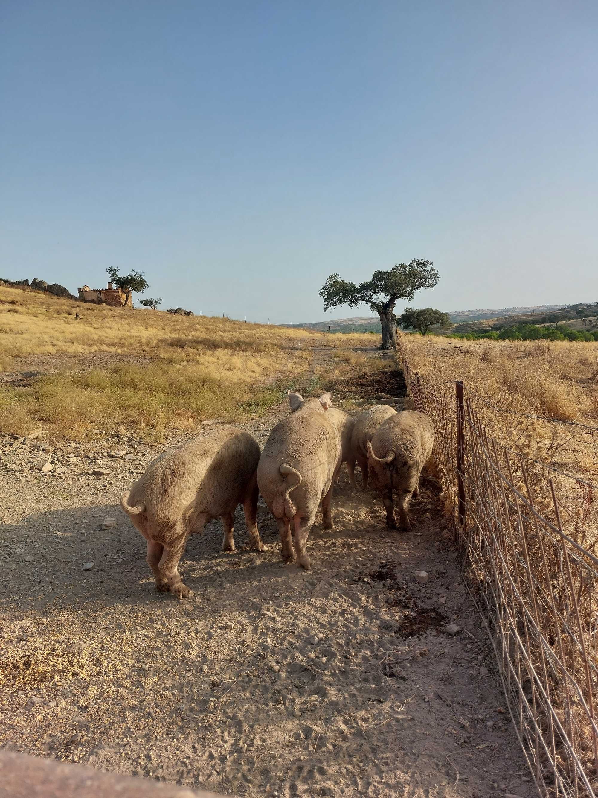 Leitões, porcas e varrasco Bísaros puros  Barrancos, Baixo Alentejo