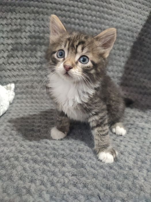 Віддаю кошеня у добрі руки!
