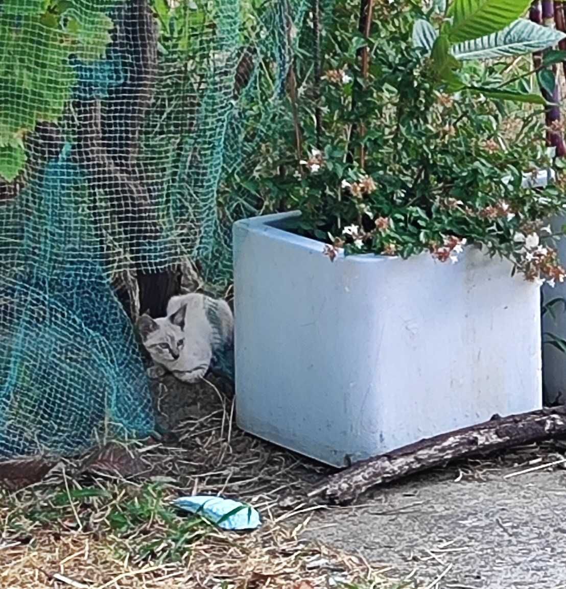 Gatinha para Adopção