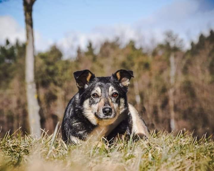 Piękna, spokojna sunia szuka kochającego Domku!