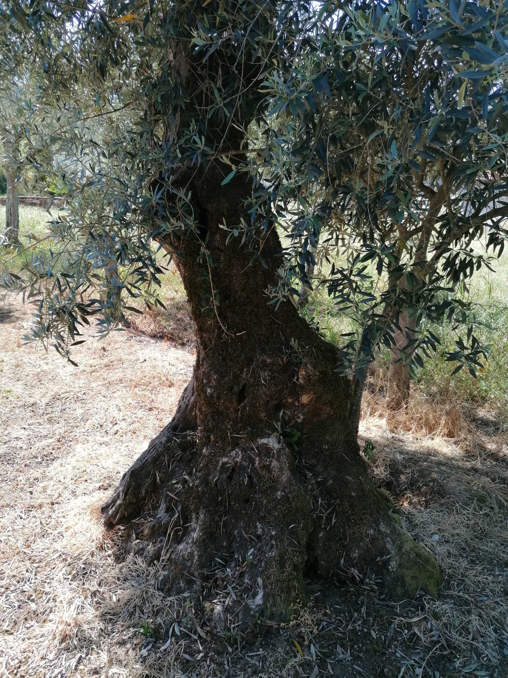 Oliveiras centenárias