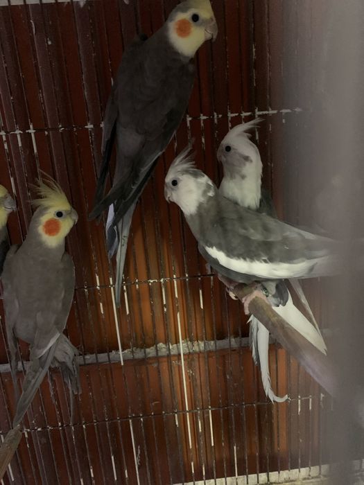 caturras nao domesticadas