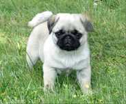Mops dziewczynka  gotowa do odbioru  FCI ZKwP