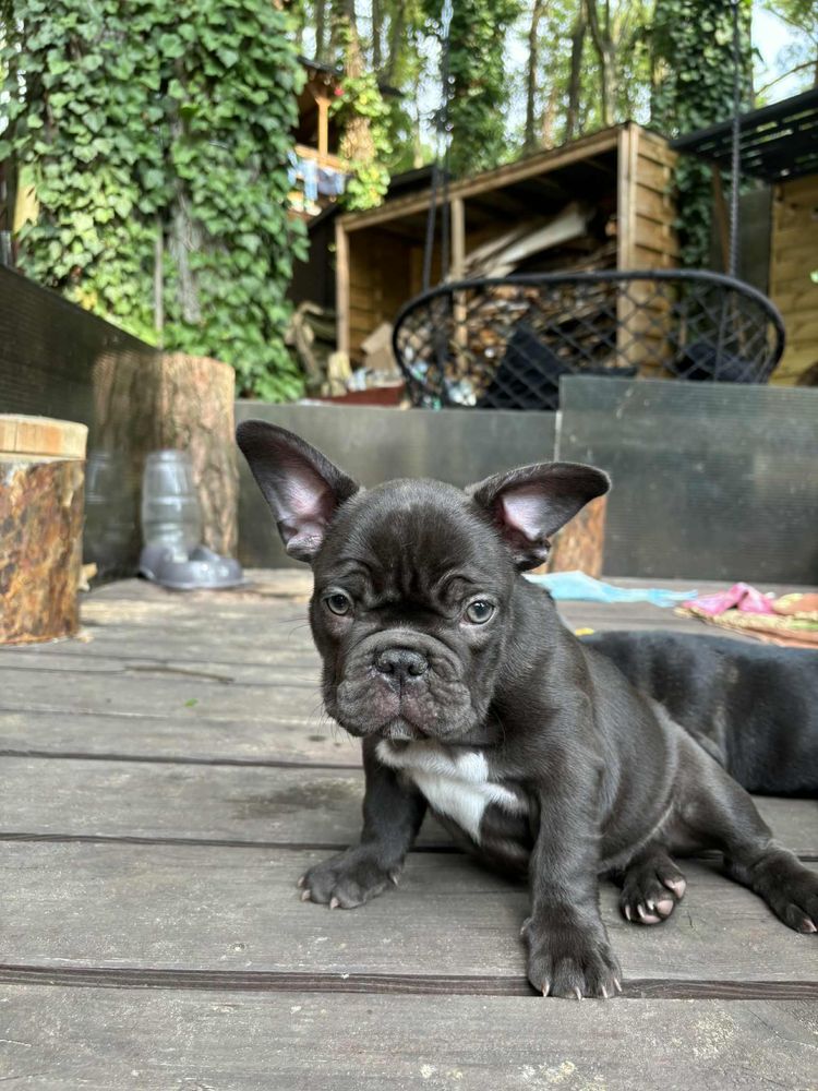 Buldog Francuski