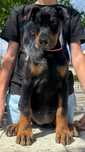 Doberman szczeniak do odbioru