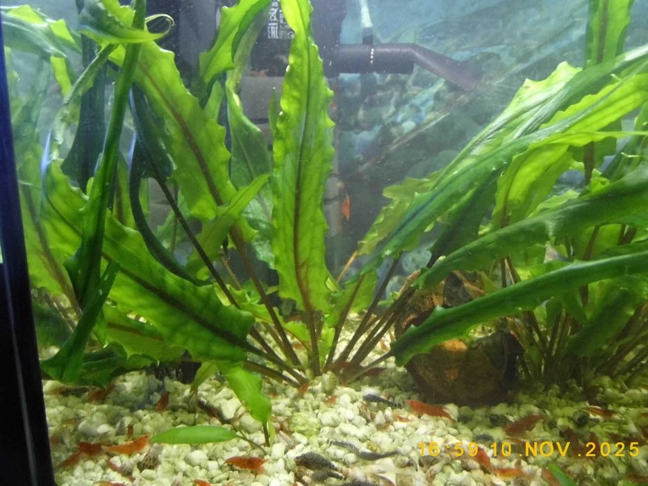 Kryptokoryna bez CO2 na łódzkiej kranówce