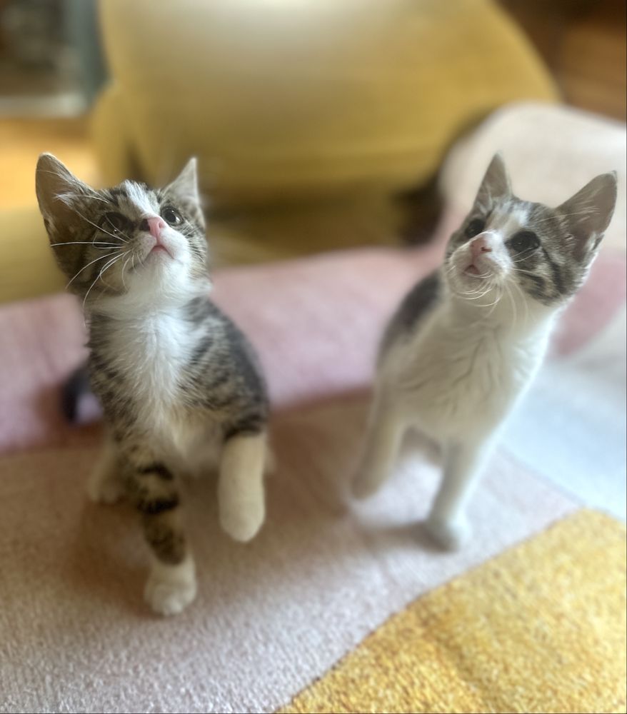 Koty z serca Kaszub polecają się do adopcji!