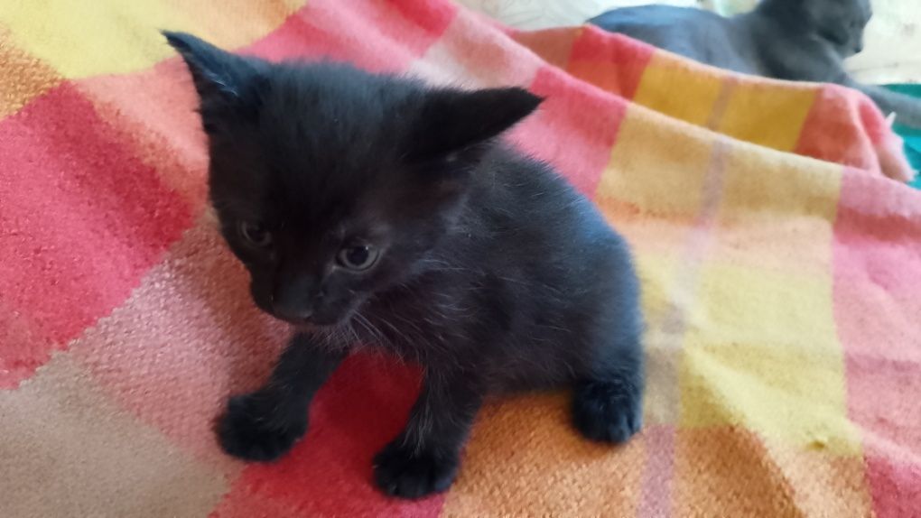 Котята домашние 1.5 месяца