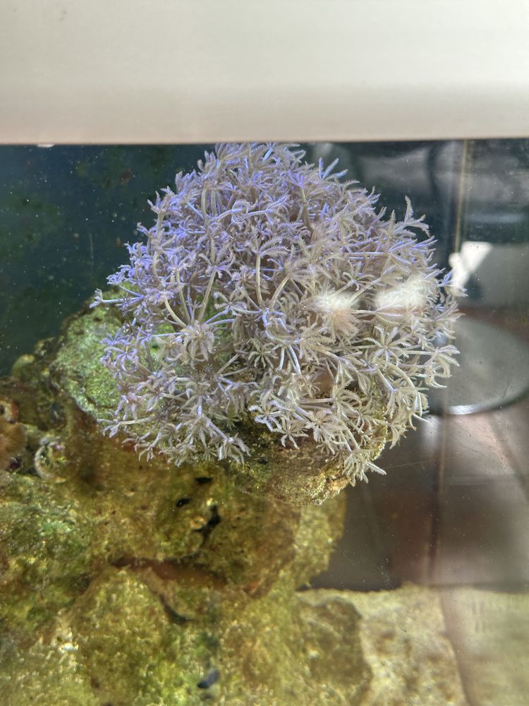 Aquario agua salgada