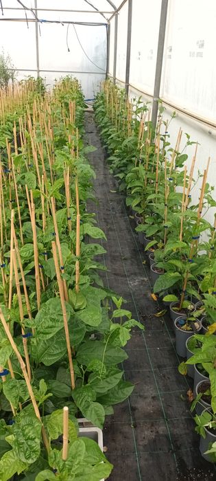 Framboesa e Maracujá