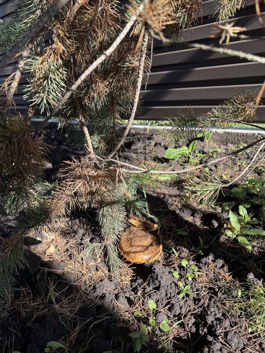 с Нове продаж коттеджу  120 квм Єоселя  Євідновл« Сосновий маєток» газ